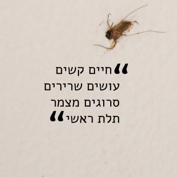 ניר מטרסו